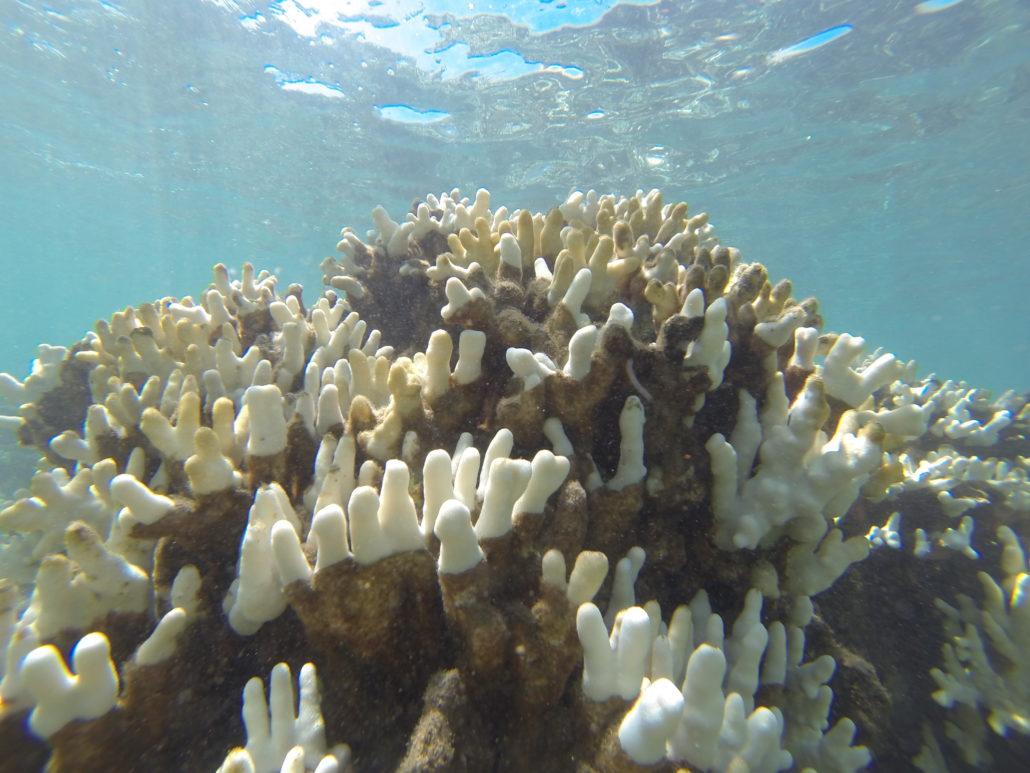 coral bleaching maui