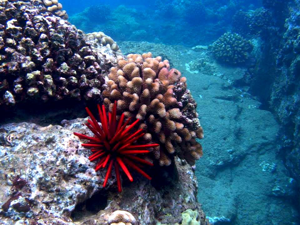 bleached reef maui hawaii mermiad adventures